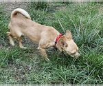 Small #3 Chihuahua