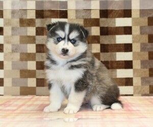 Pomsky Puppy for sale in DENVER, PA, USA