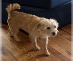 Small #3 Mutt