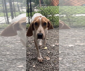 Mutt Dogs for adoption in Elmsford, NY, USA