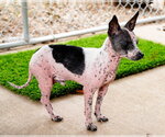 Small #4 Chihuahua Mix