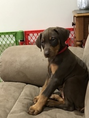 Doberman Pinscher Puppy for sale in PAXTON, IL, USA