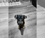 Small #5 Mutt