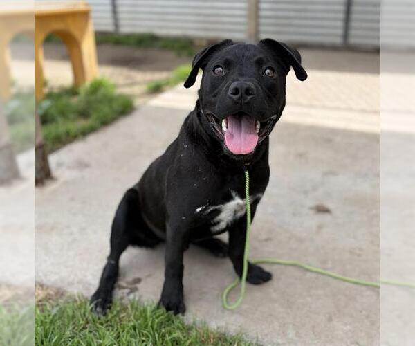 Medium Photo #1 Mutt Puppy For Sale in Modesto, CA, USA