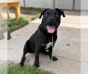 Mutt Dogs for adoption in Modesto, CA, USA