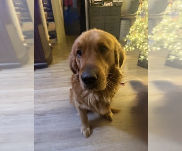 Medium Photo #1 Golden Retriever Puppy For Sale in DENAIR, CA, USA