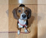 Small #2 Beagle