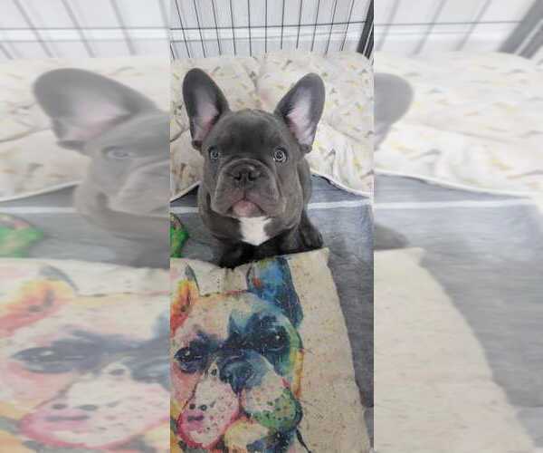 Medium Photo #2 French Bulldog Puppy For Sale in MIAMI, FL, USA