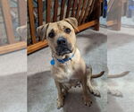 Small #4 Mutt