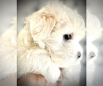 Puppy 2 Maltese