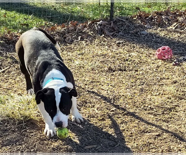 Medium Photo #5 Mutt Puppy For Sale in Rustburg, VA, USA