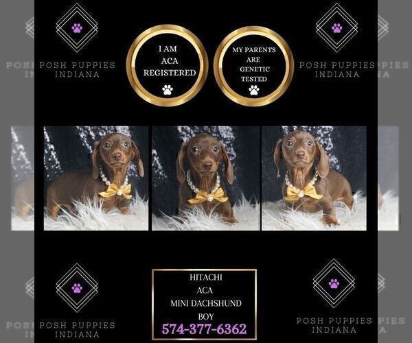 Medium Photo #1 Dachshund Puppy For Sale in WARSAW, IN, USA