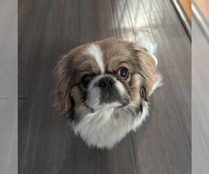 Pekingese Dogs for adoption in Wheaton, IL, USA
