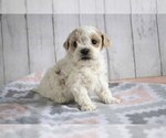 Puppy 3 Poovanese
