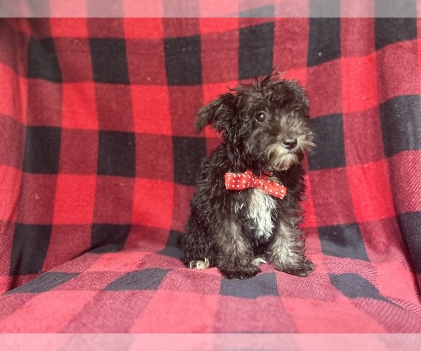 Medium Photo #5 Schnauzer (Miniature) Puppy For Sale in LAKELAND, FL, USA
