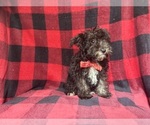 Small #4 Schnauzer (Miniature)