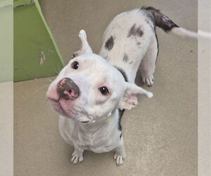 Mutt Dogs for adoption in Decatur, IL, USA