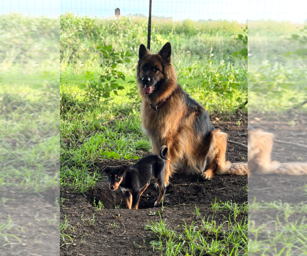 Medium Photo #20 Doberman Pinscher-Unknown Mix Puppy For Sale in Buffalo, MN, USA