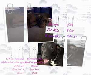 Mutt Dogs for adoption in Jacksonville, NC, USA