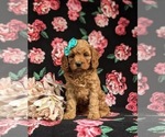 Small #2 Cavapoo