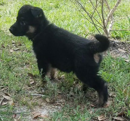 Medium Photo #1 German Shepherd Dog Puppy For Sale in FORT PIERCE, FL, USA