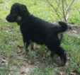 Small Photo #1 German Shepherd Dog Puppy For Sale in FORT PIERCE, FL, USA
