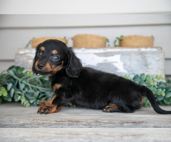 Medium Photo #3 Dachshund Puppy For Sale in NAPPANEE, IN, USA