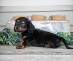 Small #2 Dachshund