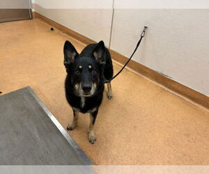 German Shepherd Dog Dogs for adoption in Martinez, CA, USA