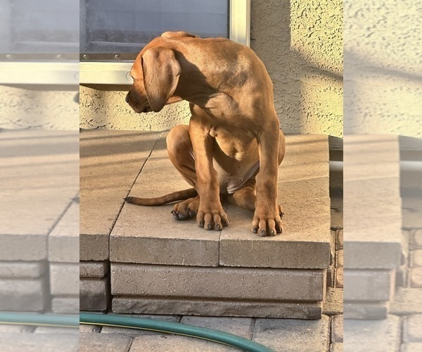 Medium Photo #9 Rhodesian Ridgeback Puppy For Sale in SURPRISE, AZ, USA