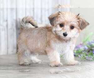 Yorkshire Terrier Puppy for sale in MOUNT VERNON, OH, USA