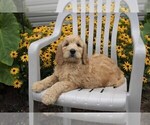 Small Photo #3 Goldendoodle Puppy For Sale in SEBRING, OH, USA