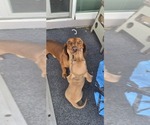 Peanut - Female Dachshund Puppy for Sale - Photo #11