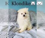 Small Photo #4 Pomeranian Puppy For Sale in COOKEVILLE, TN, USA