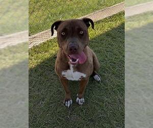 Mutt Dogs for adoption in Bakersfield, CA, USA
