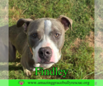 Small #7 American Bulldog Mix