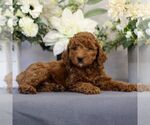 Small Photo #4 Goldendoodle (Miniature) Puppy For Sale in EAST EARL, PA, USA