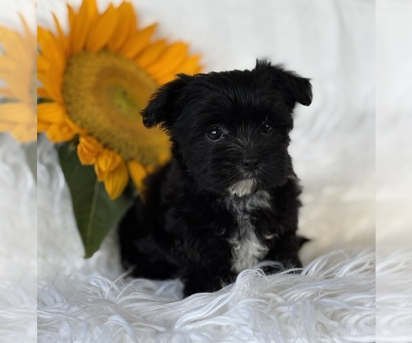 Medium Photo #3 Morkie Puppy For Sale in ROCK STREAM, NY, USA