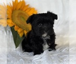 Small #2 Morkie