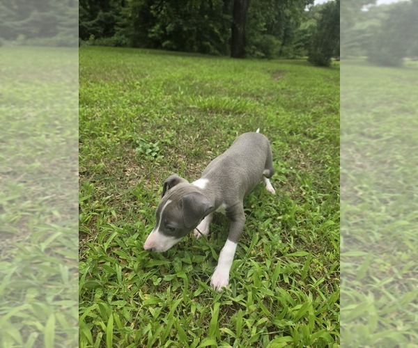 Medium Photo #2 Italian Greyhound Puppy For Sale in NESBIT, MS, USA
