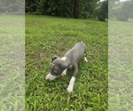 Small #1 Italian Greyhound