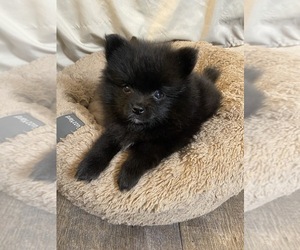 Pomeranian Puppy for sale in ANAHEIM, CA, USA
