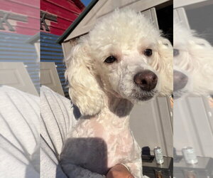 Theodore - Male Poodle (Miniature) Dog for Adoption - Photo #2