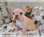 Small Photo #1 French Bulldog Puppy For Sale in GILBERTSVILLE, PA, USA