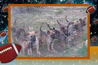 Belgian Malinois Puppy for sale in SAINT PAULS, NC, USA