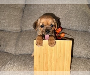 ShiChi Puppy for sale in MCDONOGH RUN, MD, USA