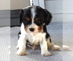 Small #1 Cavalier King Charles Spaniel