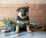 Small Photo #6 German Shepherd Dog Puppy For Sale in GORDONVILLE, PA, USA