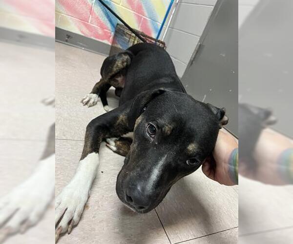 Medium Photo #1 Labrador Retriever-Unknown Mix Puppy For Sale in Lufkin, TX, USA