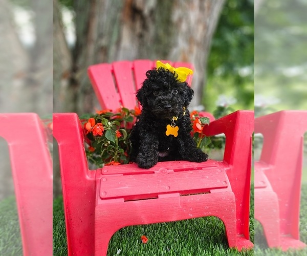 Medium Photo #2 Poodle (Toy) Puppy For Sale in INDIANAPOLIS, IN, USA